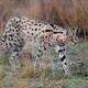 Illustration for article titled Caturday - Leptailurus serval Edition